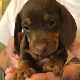 Dachshunds from Deaton’s Doxies