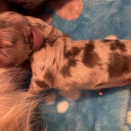 Chocolate Dapple  Boy 1 - Dapple male Dachshund puppy in Madison, Indiana from Jensen Dobermans and Dachshunds
