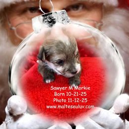 Sawyer is a sweet tiny Morkie Male.  He will come with CKC papers, a one year health guarantee all shots and started on potty pad training. - White and lemon male Maltese puppy in Silverhill, Alabama from Malteseuluv’s Tiny Treasurers