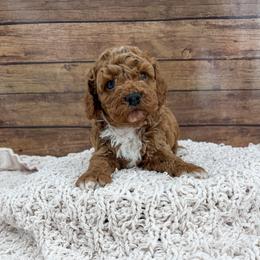 Rich - Red and white male Cockapoo puppy in Beresford, South Dakota from DAKOTA DOOD RANCH