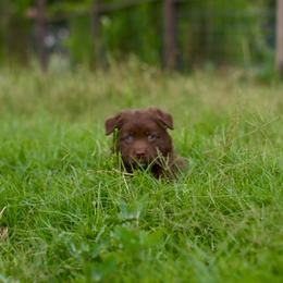 Beth - Red & white female Australian Shepherd puppy in Dunn, North Carolina from The Dogs of Working Aussies Homestead