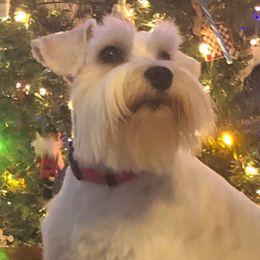 Shelby - Miniature Schnauzer