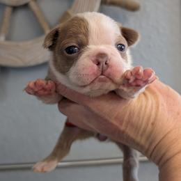Champagne female 2 - Lilac female Boston Terrier puppy in Oak Hills, California from All American Boston Terriers