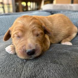 Boy 3 - Apricot male Goldendoodle puppy in Mattawan, Michigan from Doodifuldoods