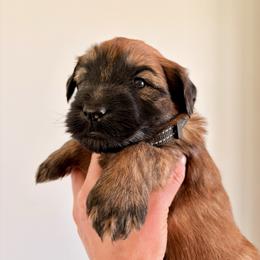 Mr Black - Wheaten male Soft Coated Wheaten Terrier puppy in Fowler, Ohio from Warzalas wheatens