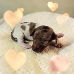 Pixie - Piebald female Dachshund puppy in Alvin, Texas from Cosson's Dachshunds of Alvin
