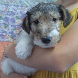 Charlie - White black and tan male Wire Fox Terrier puppy in Lancaster, Missouri from Missouri Meadows Farm