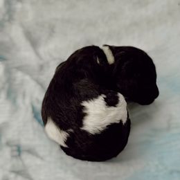 Poodle Puppies from Simplicity Poodles