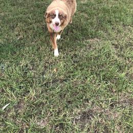 Millie - Australian Shepherd