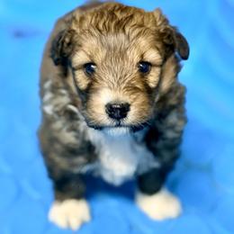 Zeke - Sable male Aussiedoodle puppy in Eastman, Georgia from Dood B Ranch