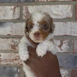 Twix - Chocolate merle male Bernedoodle puppy in Richmond, Texas from Harper’s Heartbeats