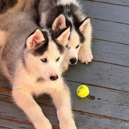 Siberian Husky Puppies from Malibu Kennels