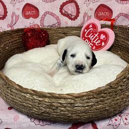 Cayenne- Long Coat - White and black female Dalmatian puppy in Claremore, Oklahoma from Lotsofdots Dalmatians