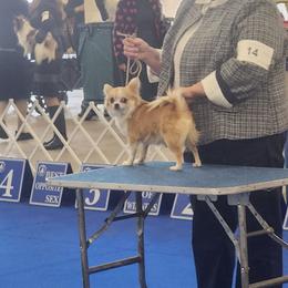 Kendel - Chihuahua