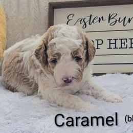 Caramel (black collar) - Parti male Goldendoodle puppy in Fayetteville, North Carolina from Frannie's Goldendoodle Puppies