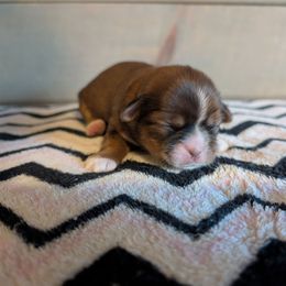 Amara - Liver and white female Shih Tzu puppy in Poultney, Vermont from Morgan's Shih Tzus