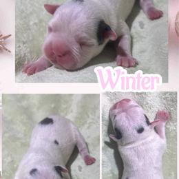 Winter - Blue female Boston Terrier puppy in Brazos Point, Texas from TX Southern Belle Bostons