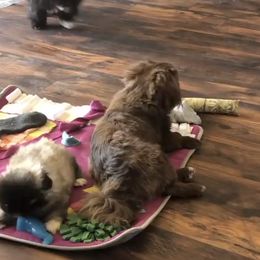 Pekingese from TXNVGALPEKES