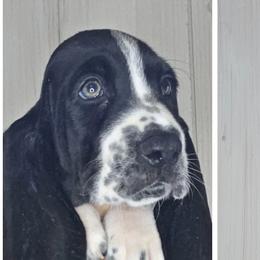 Basset Hounds from Florida Family Basset Hounds