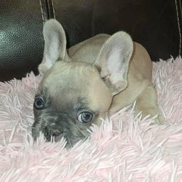 Rosabella - Liver female French Bulldog puppy in Graham, Washington from Kristy's French Bulldogs & Mini Schnauzers