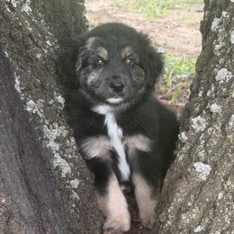 Australian Shepherd Puppies from Kamm's Aussies