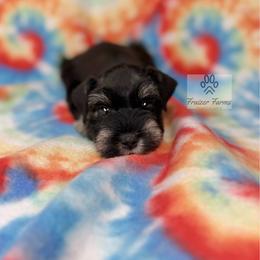 Nigel - Black and silver male Miniature Schnauzer puppy in Happyland, Oklahoma from Fraizer Farms