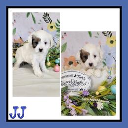 JJ - Black and tan male Schnoodle puppy in Lebanon, Missouri from Cedar Glades Canines
