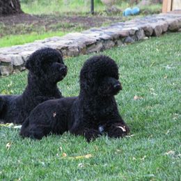 Portuguese Water Dog All Grown Up from Chien D’Eau Portuguese Water Dogs