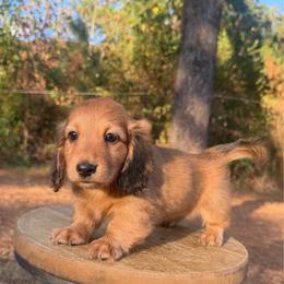 Billy - Red male Dachshund puppy in Bald Knob, Arkansas from Victoria’s Dachshunds