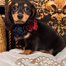 Ella - Black and tan female Dachshund puppy in Collins, Georgia from Liberty Longhair Dachshunds
