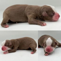 Red tri female 1 - Red tri female Miniature Australian Shepherd puppy in Brooker, Florida from Honey, I Shrunk the Aussies
