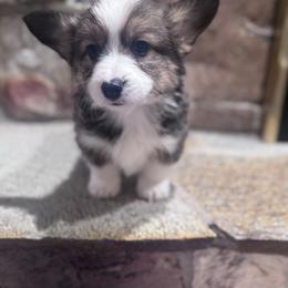 Oak - Sable male Pembroke Welsh Corgi puppy in Elberta, Utah from 3F Farms- Pembroke Welsh Corgis and Irish Wolfhounds
