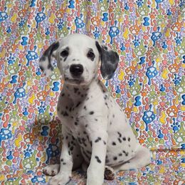 War Heads- Gray LUA - White and black male Dalmatian puppy in Claremore, Oklahoma from Lotsofdots Dalmatians