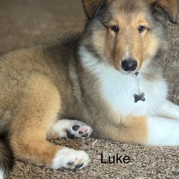 Whiskey River (Black Collar) - Sable and white male Collie puppy in Norris City, Illinois from Hoskins Collies