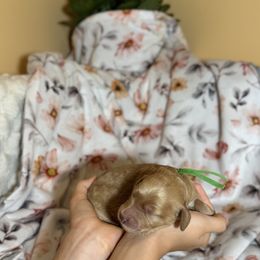 Goldendoodle Puppies from Royal Goldendoodle