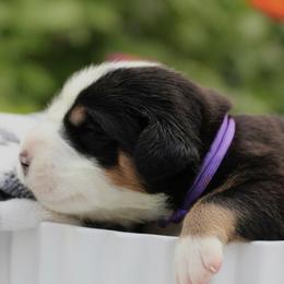 Rapunzel : Purple Girl - Black, white and red female Greater Swiss Mountain Dog puppy in Rexburg, Idaho from Silver String Swissies
