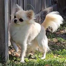 Calamity - Chihuahua