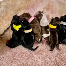 Black male White collar - Black male Miniature Schnauzer puppy in Temple, Texas from Schnauzers Of Taylor