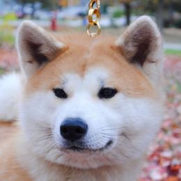 Japanese Akitainus from Futago Kennels