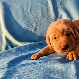 Dilute Retriever and Labrador Retriever Puppies from LC Hunting Labs, LLC.