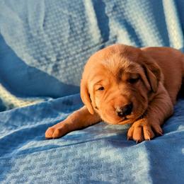 Dilute Retriever and Labrador Retriever Puppies from LC Hunting Labs, LLC.