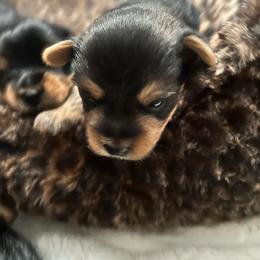Girl 3 - Black and gold female Yorkshire Terrier puppy in Bakersfield, California from Tiny Tails Yorkies