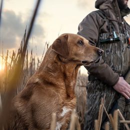 Murph - Labrador Retriever