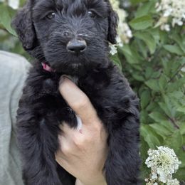 Dark Pink Girl - female Newfypoo puppy in Lewistown, Pennsylvania from Green Acres Newfypoos