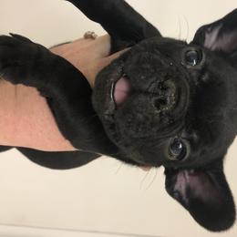 French Bulldog and Rottweiler Puppies from Starkhaus Rottweilers