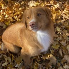 Arwen - Nova Scotia Duck Tolling Retriever