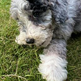 Australian Mountain Doodle Puppies from Magnolia Grove Farms