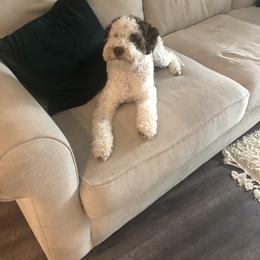 Lagotto Romagnolo Puppies from Tesoro Riccio