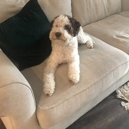 Lagotto Romagnolo Puppies from Tesoro Riccio