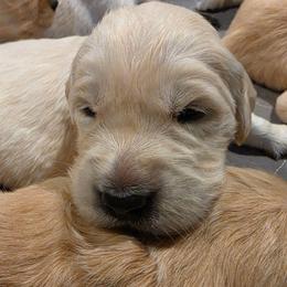 Jupiter - Orange - Golden male Golden Retriever puppy in Lucasville, Ohio from Halo Kennels